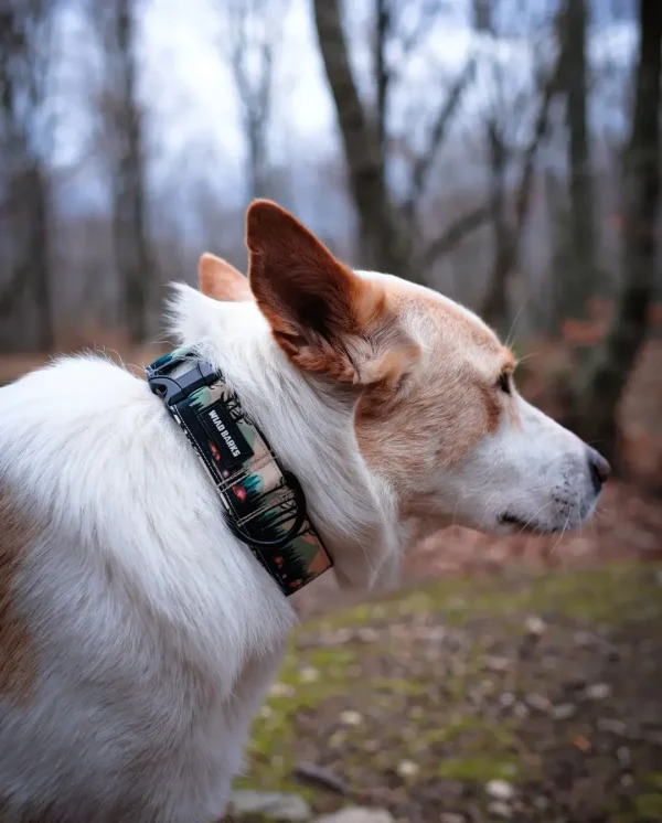 Camp Life Dog Collar