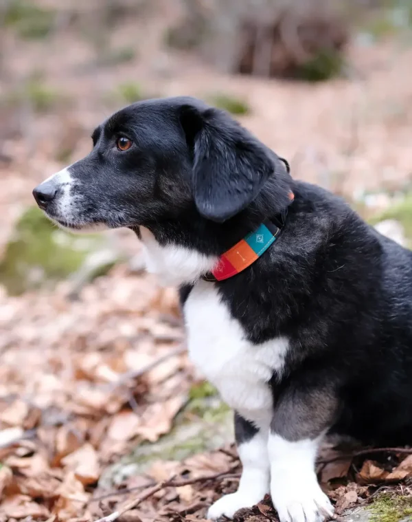 Native Dog Collar