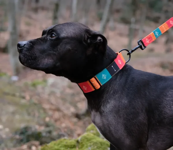 Native Dog Collar